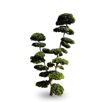 New partner: bonsai charbonnel