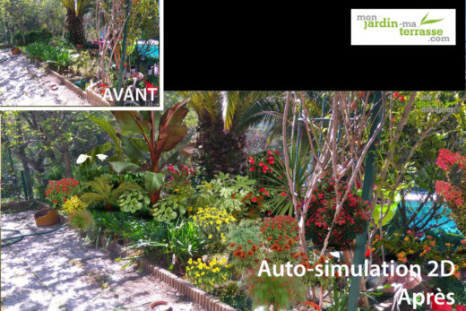 Designing a small tropical garden with a palm tree